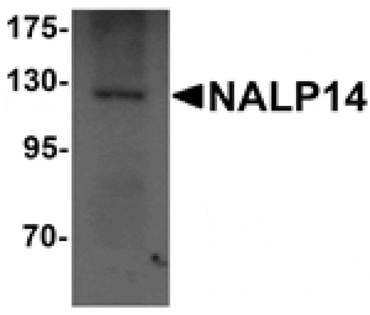 Western blot - NALP14 Antibody from Signalway Antibody (25188) - Antibodies.com