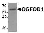 Western blot analysis of OGFOD1 in Daudi cell lysate with OGFOD1 antibody at 1 µg/mL.