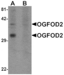 Western blot - OGFOD2 Antibody from Signalway Antibody (25261) - Antibodies.com