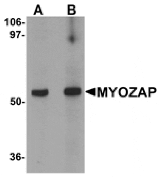 Western blot - MYOZAP Antibody from Signalway Antibody (25275) - Antibodies.com