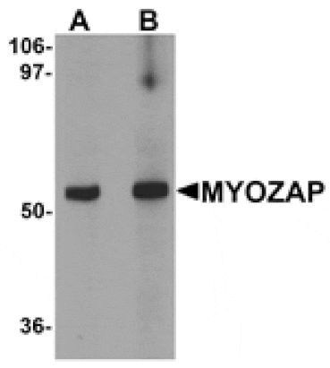 Western blot - MYOZAP Antibody from Signalway Antibody (25275) - Antibodies.com