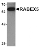 Western blot - RABEX5 Antibody from Signalway Antibody (25276) - Antibodies.com