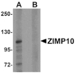 Western blot - ZIMP10 Antibody from Signalway Antibody (25282) - Antibodies.com