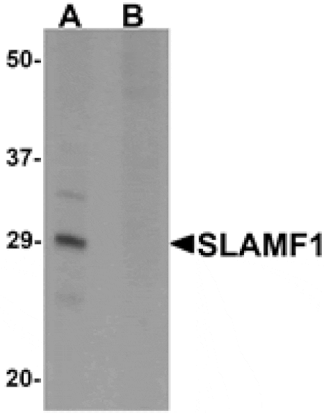 Western blot - SLAMF1 Antibody from Signalway Antibody (25284) - Antibodies.com