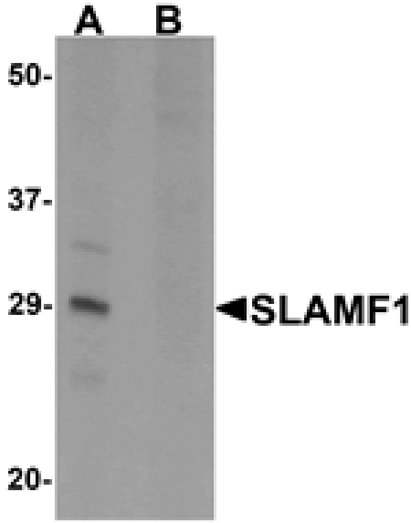 Western blot - SLAMF1 Antibody from Signalway Antibody (25284) - Antibodies.com