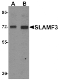 Western blot - SLAMF3 Antibody from Signalway Antibody (25286) - Antibodies.com