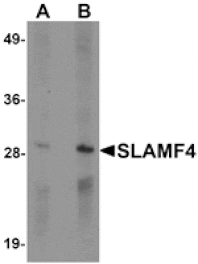 Western blot - SLAMF4 Antibody from Signalway Antibody (25287) - Antibodies.com