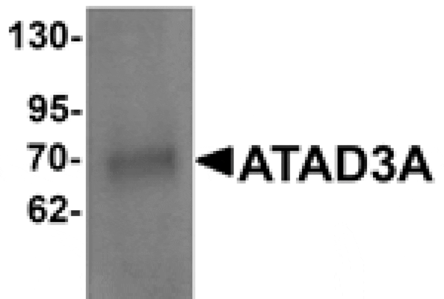 Western blot - ATAD3A Antibody from Signalway Antibody (25321) - Antibodies.com