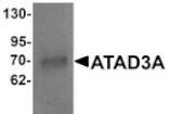 Western blot - ATAD3A Antibody from Signalway Antibody (25321) - Antibodies.com