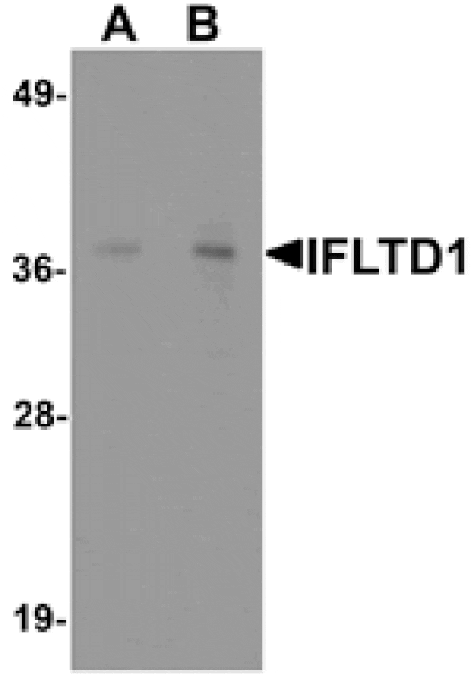 Western blot - IFTLD1 Antibody from Signalway Antibody (25343) - Antibodies.com