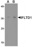 Western blot - IFTLD1 Antibody from Signalway Antibody (25343) - Antibodies.com