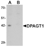 Western blot - DPAGT1 Antibody from Signalway Antibody (25355) - Antibodies.com