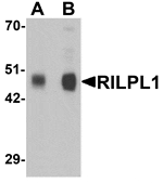 Western blot analysis of RILPL1 in rat cerebellum tissue lysate with RILPL1 antibody at (A) 0.5 and (B) 1 µg/mL.