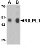 Western blot - RILPL1 Antibody from Signalway Antibody (25360) - Antibodies.com