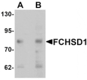 Western blot - FCHSD1 Antibody from Signalway Antibody (25364) - Antibodies.com