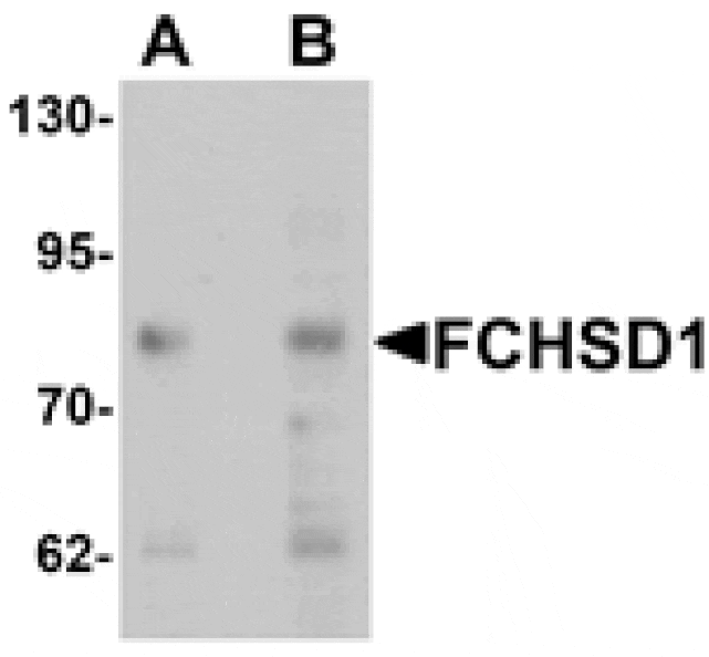 Western blot - FCHSD1 Antibody from Signalway Antibody (25364) - Antibodies.com