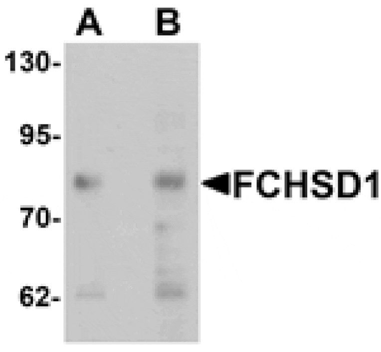 Western blot - FCHSD1 Antibody from Signalway Antibody (25364) - Antibodies.com