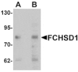 Western blot - FCHSD1 Antibody from Signalway Antibody (25364) - Antibodies.com