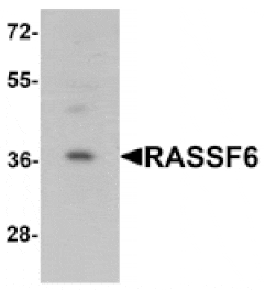 Western blot - RASSF6 Antibody from Signalway Antibody (25373) - Antibodies.com