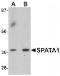 Western blot - SPATA1 Antibody from Signalway Antibody (25376) - Antibodies.com