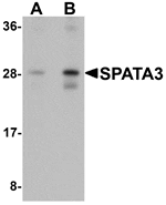 Western blot analysis of SPATA3 in mouse lung tissue lysate with SPATA3 antibody at (A) 1 and (B) 2 µg/mL.