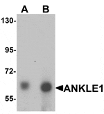Western blot analysis of ANKLE1 in 293 cell lysate with ANKLE1 antibody at (A) 1 and (B) 2 µg/mL.