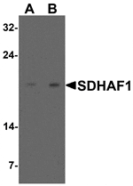 Western blot analysis of SDHAF1 in 3T3 cell lysate with SDHAF1 antibody at (A) 1 and (B) 2 µg/mL.