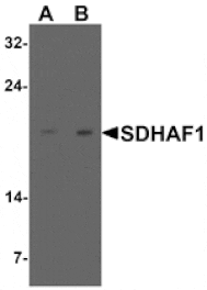Western blot - SDHAF1 Antibody from Signalway Antibody (25496) - Antibodies.com