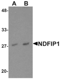 Western blot - NDFIP1 Antibody from Signalway Antibody (25520) - Antibodies.com