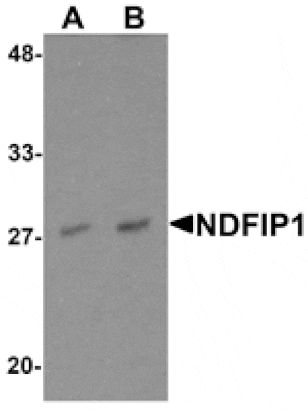 Western blot - NDFIP1 Antibody from Signalway Antibody (25520) - Antibodies.com