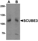 Western blot analysis of SCUBE3 in mouse kidney tissue lysate with SCUBE3 antibody at (A) 1 and (B) 2 µg/mL.
