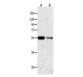 CAMK1G Antibody from Signalway Antibody (31041) - Antibodies.com