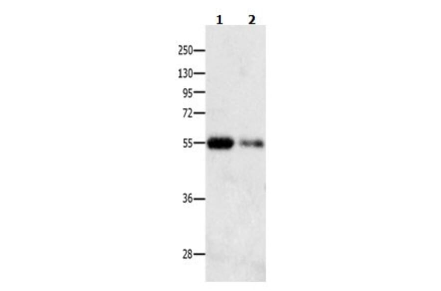 CAMK1G Antibody from Signalway Antibody (31041) - Antibodies.com