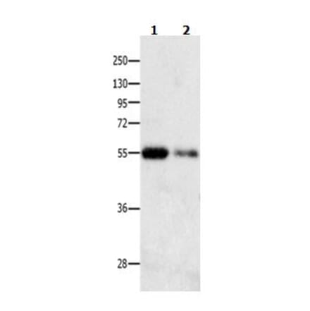 CAMK1G Antibody from Signalway Antibody (31041) - Antibodies.com