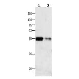 CAMK1G Antibody from Signalway Antibody (31041) - Antibodies.com