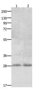 Gel: 12%+10% SDS-PAGE Lane1: Mouse thymus tissue lysate Lane2: Mouse lung tissue lysate. Lysates: 30 µg Primary antibody: 1/850 dilution. Secondary antibody: Goat anti Rabbit IgG - H&L (HRP) at 1/10000 dilution. Exposure time: 5 minutes