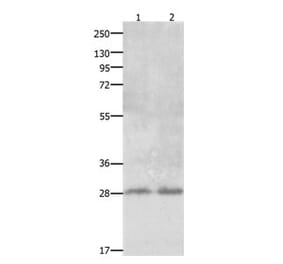 CLEC1A Antibody from Signalway Antibody (31058) - Antibodies.com