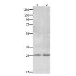 CLEC1A Antibody from Signalway Antibody (31058) - Antibodies.com