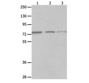 MAGED1 Antibody from Signalway Antibody (31097) - Antibodies.com