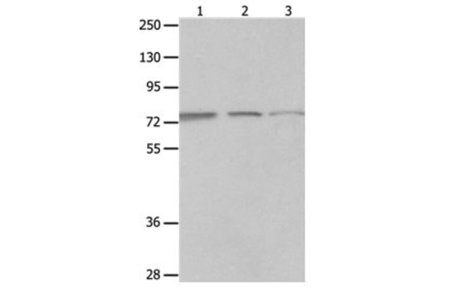 MAGED1 Antibody from Signalway Antibody (31097) - Antibodies.com