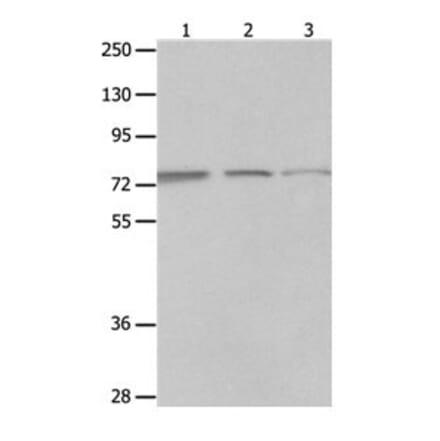 MAGED1 Antibody from Signalway Antibody (31097) - Antibodies.com