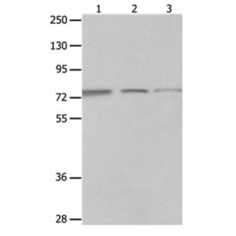 MAGED1 Antibody from Signalway Antibody (31097) - Antibodies.com