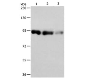 PIWIL4 Antibody from Signalway Antibody (31113) - Antibodies.com