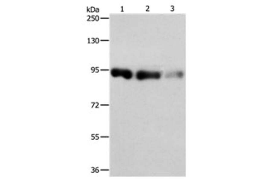 PIWIL4 Antibody from Signalway Antibody (31113) - Antibodies.com