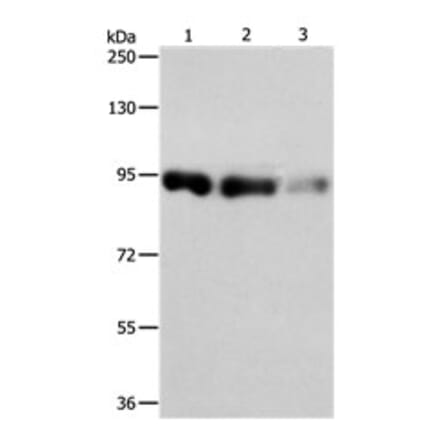 PIWIL4 Antibody from Signalway Antibody (31113) - Antibodies.com