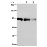 PIWIL4 Antibody from Signalway Antibody (31113) - Antibodies.com