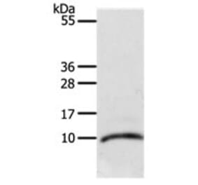 CCL3L1 Antibody from Signalway Antibody (31166) - Antibodies.com