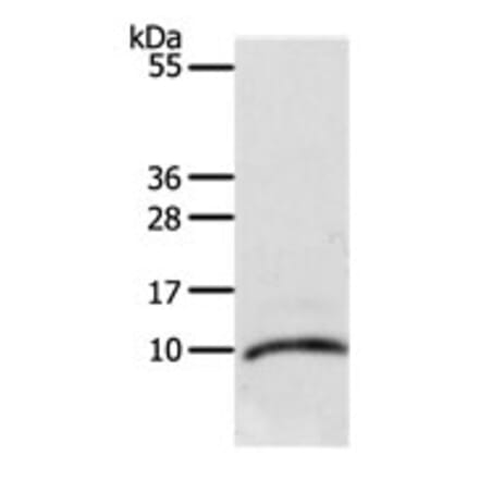 CCL3L1 Antibody from Signalway Antibody (31166) - Antibodies.com