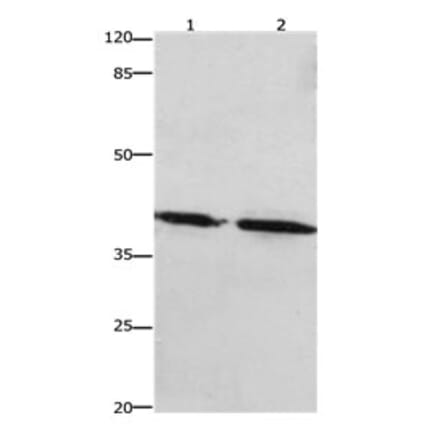 PTGER1 Antibody from Signalway Antibody (31193) - Antibodies.com