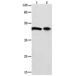 FOXL1 Antibody from Signalway Antibody (31198) - Antibodies.com